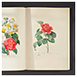 Livre Fleurs Arthus-Bertrand 2