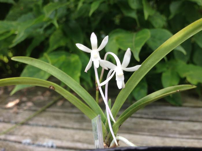 Neofinetia falcata setsuzan M_500208243_0